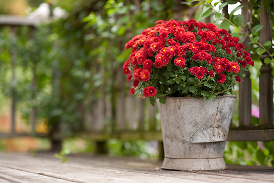 mums-in-container